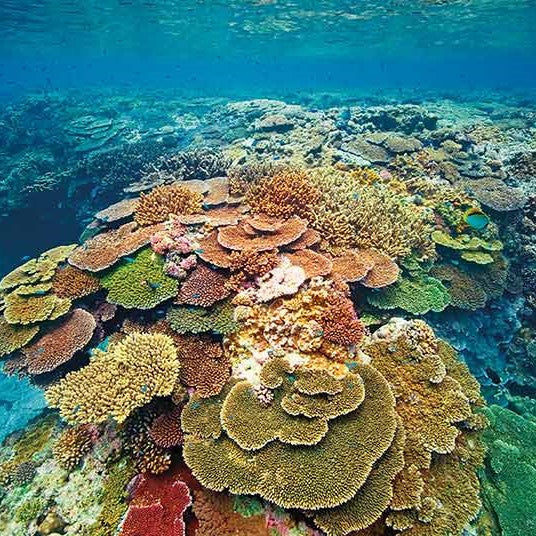 Info Evening: Southern Great Barrier Reef Wed 10 May from 6:00pm at Dive Centre Bondi