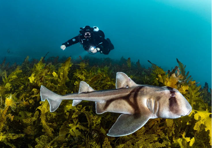 Shark swimming among seaweed with a diver in the background